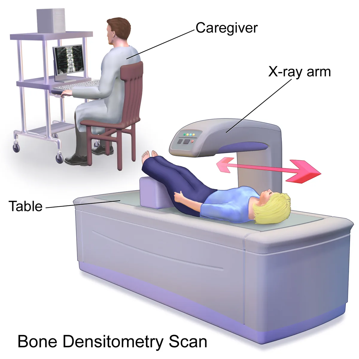 Illustration of a patient lying on a table during a bone densitometry (DEXA) scan.