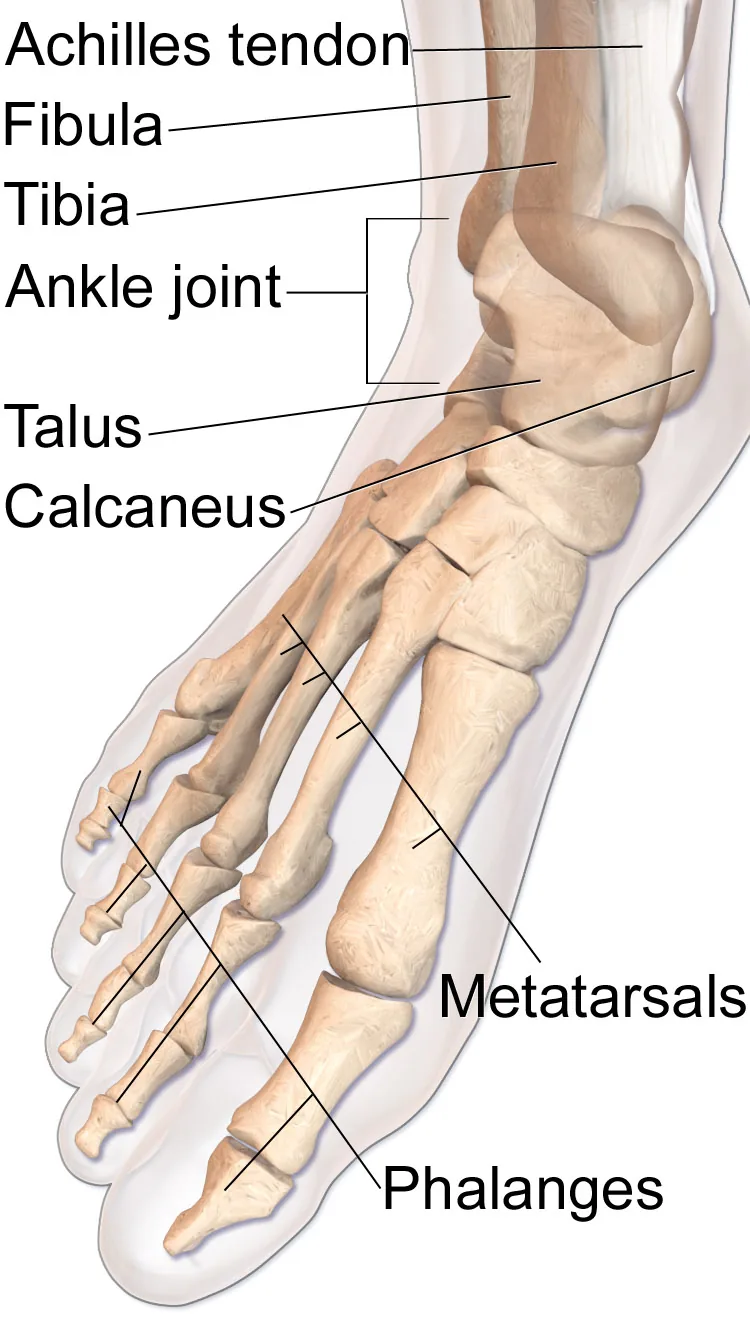 Illustration of the bones of the foot and ankle, including the tibia, fibula, talus and calcaneus.