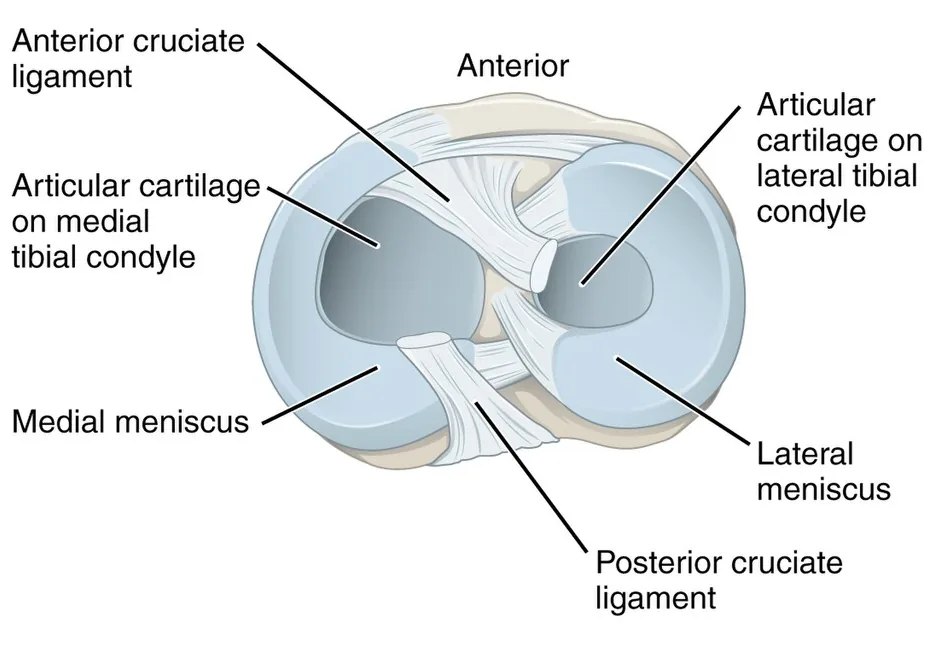 Top-down view of the tibial plateau showing the medial and lateral menisci and the cruciate ligaments.