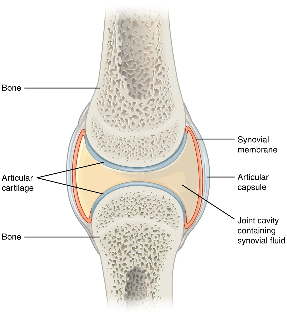 Diagram of a synovial joint showing articular cartilage, the joint capsule, synovial membrane and synovial fluid.